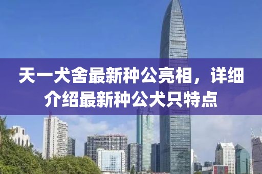 天一犬舍最新种公亮相，详细介绍最新种公犬只特点