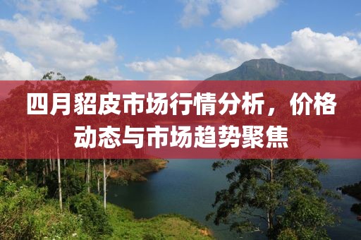 四月貂皮市场行情分析，价格动态与市场趋势聚焦