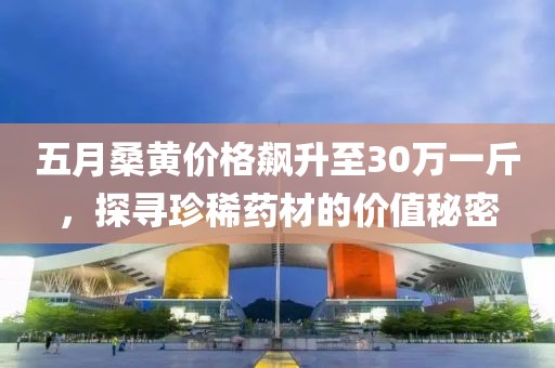 五月桑黄价格飙升至30万一斤，探寻珍稀药材的价值秘密