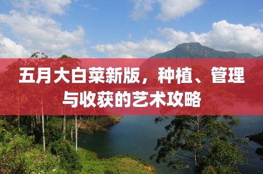 五月大白菜新版，种植、管理与收获的艺术攻略