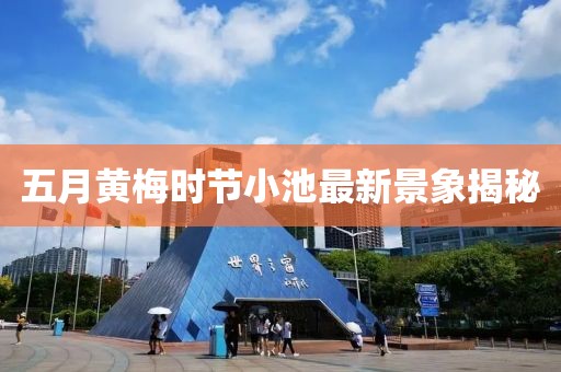 五月黄梅时节小池最新景象揭秘