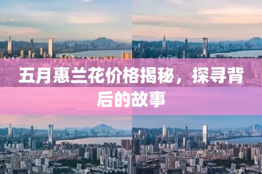 五月惠兰花价格揭秘，探寻背后的故事