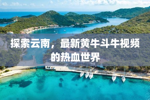 探索云南，最新黄牛斗牛视频的热血世界