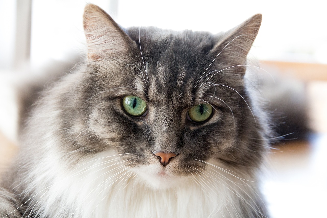 探索最新萌猫的魅力世界，揭秘猫咪的可爱与神秘面纱