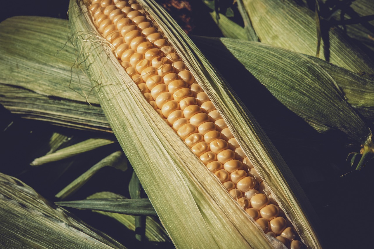 最新粮食价格及动态分析概览