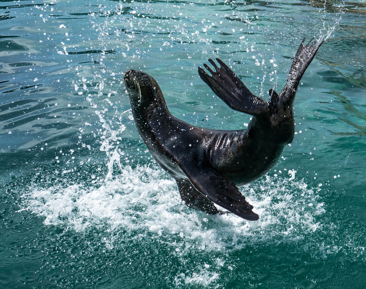 开心水族箱最新版，探索全新海洋世界的冒险之旅