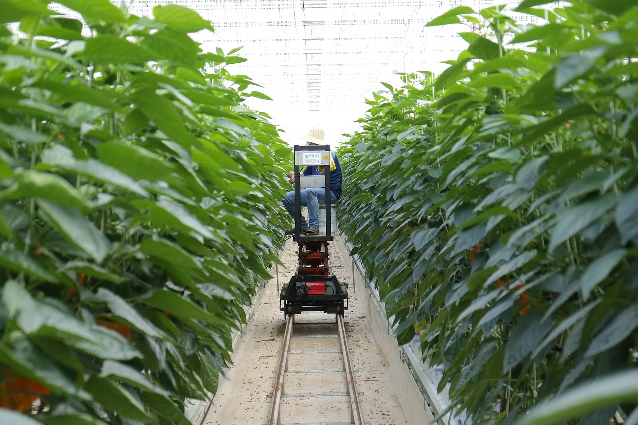 红薯最新种植技术揭秘