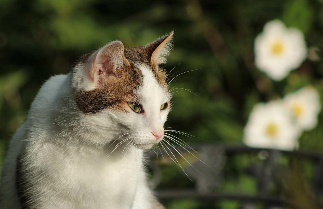 猫咪后院最新版本，探索与体验的乐趣