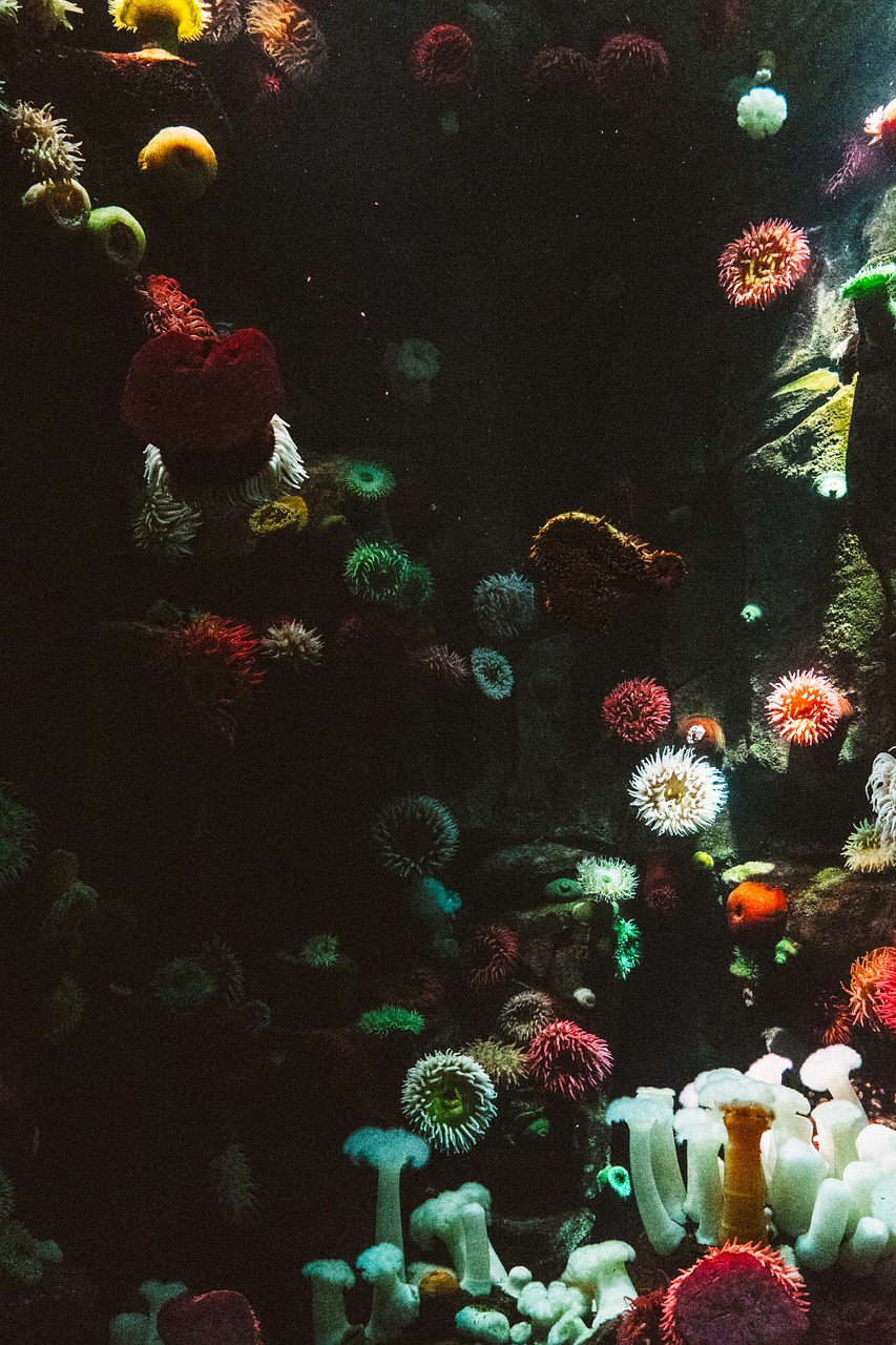 深海水族馆最新隐藏鱼揭秘，探索神秘深海世界的奥秘之旅