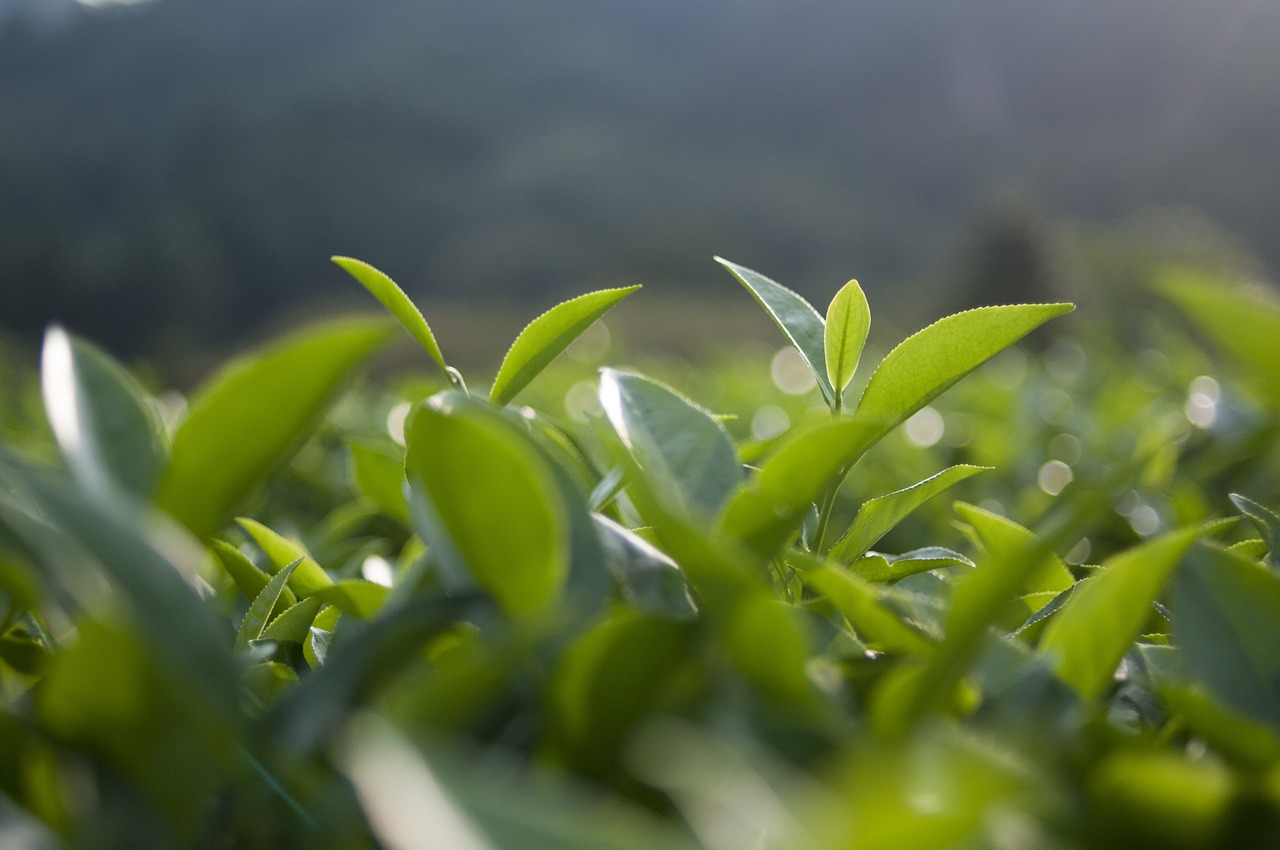 普洱十大名茶最新排名榜单揭晓！