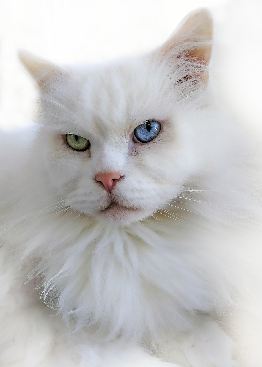最新猫咪视频，萌宠魅力无法抗拒的温馨瞬间