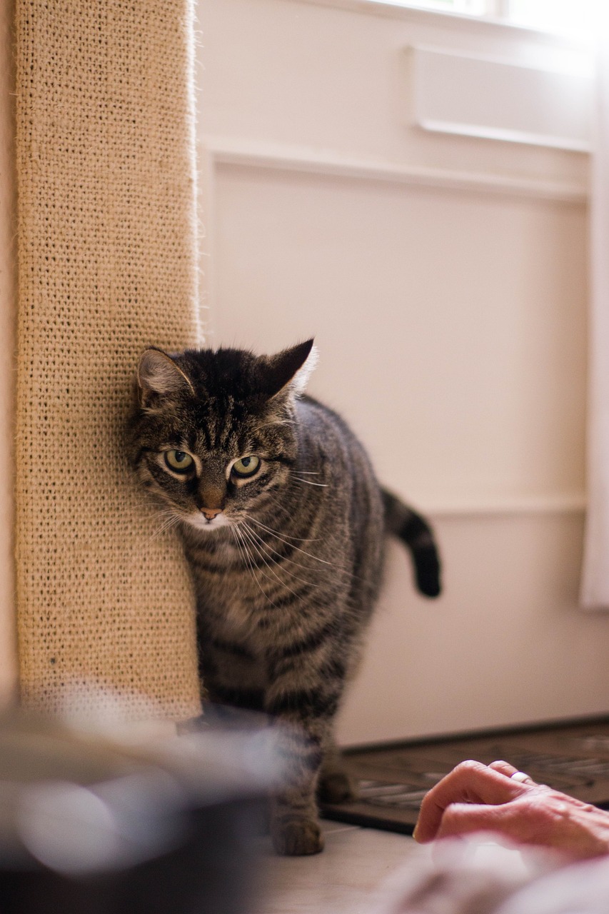 探索猫咪文化魅力，最新猫咪收集趋势解析