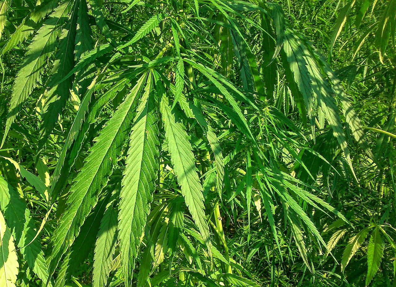 最新白酒行业动态深度解析及新闻速递