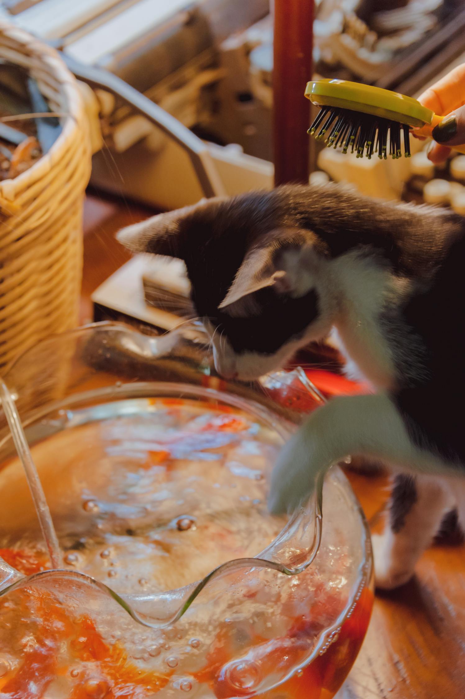 黑猴子最新动态，探索未知，潮流引领者